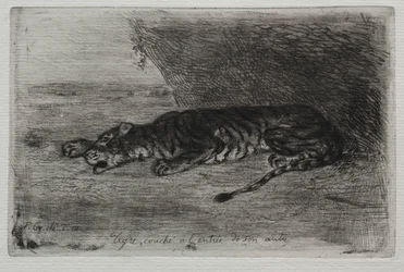 Tigre Durmiendo en la Entrada de su Guarida