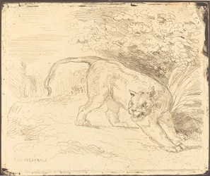 Tigre en Alerta