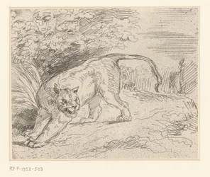 Tijger Tigre en parada