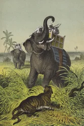 Animales y plantas de la India