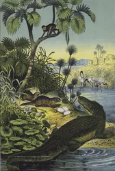 Animales y plantas del Valle del Nilo (litografía en color)