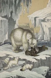 Animales de la región del Polo Norte