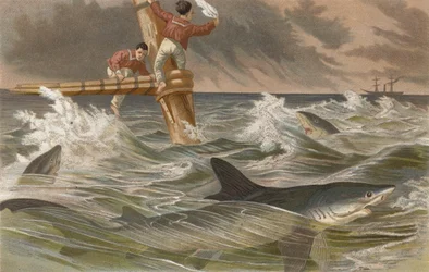 Tiburón azul