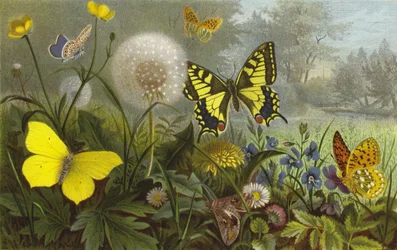 Mariposas diurnas alemanas