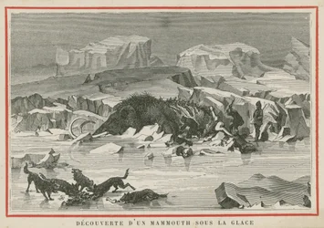 Descubrimiento de un mamut lanudo bajo el hielo