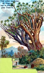 Árbol del Dragón en la Orotava, Tenerife