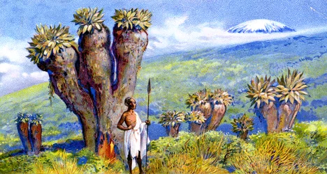 Giant Groundsel, Kilimanjaro, África
