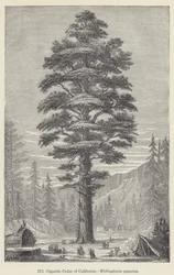 Cedro gigante de California, Wellingtonia gigantea