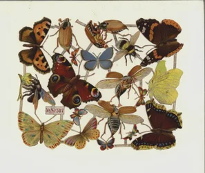 Insectos (cromolitos)