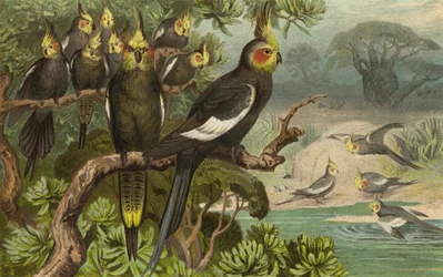 Cacatúa de cola en cuña, Corella