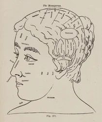 Frenología, una gerente