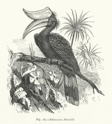 Cálao rinoceronte (grabado)