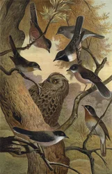 Currucas del sur de Europa