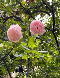 Rose Face, 2025 (arte digital)