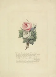 Rosas con siluetas de la familia real, 1816
