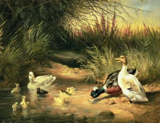 Patos, pato y patitos