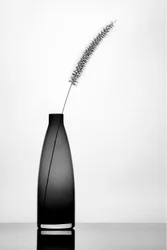 Elegante tallo único