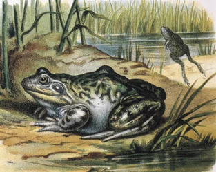 Rana toro. Anfibio Ranidae. Grabado a partir de una pintura de F.Padro. Grabado.