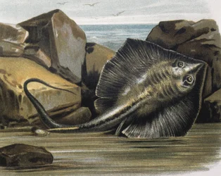 Mantarraya común (Trygon pastinaca).