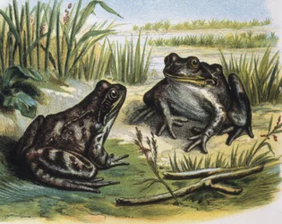 Rana común europea. Anfibios. Grabado sobre dibujo de F.Padro. Grabado