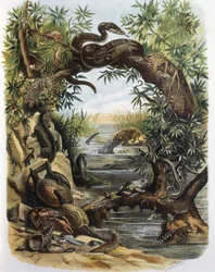Reptiles y Crustáceos. Grabado a partir de un dibujo de F. Padro.