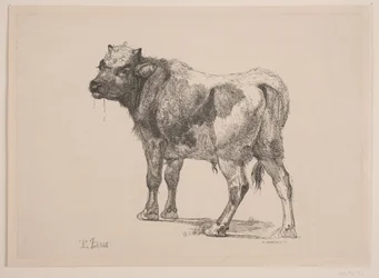 Ternero de Pie