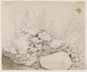 Plantas y rocas (detalle)