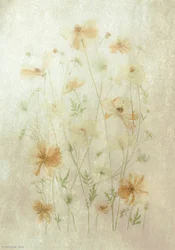 Campo de amapolas desvanecido