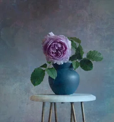 Rosa púrpura serena
