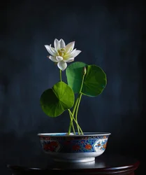 Serenidad del loto blanco