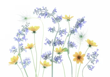 Flores de prado silvestre