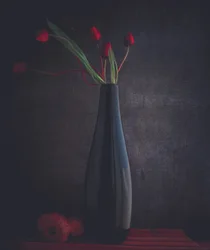 Elegantes tulipanes rojos