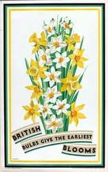 British Bulbs Give the Earliest Blooms, de la serie "British Bulbs for Home Gardens" (litografía en color)