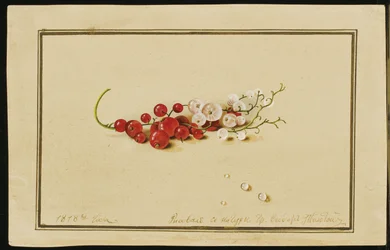 Grosellas rojas y blancas, 1818