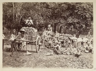 Cargando piñas cosechadas en carros, Birmania, Elgin Collection: 