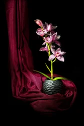 Elegante orquídea rosa