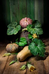 Cosecha de calabazas y calabacines