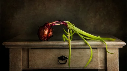 Cebolla de brote «Moody»