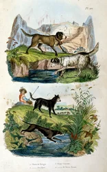 Perros alpinos