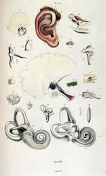 Ilustración anatómica de F. E. Guerin. Del Dictionnaire pittoresque d