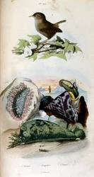Ilustración botánica y zoológica de F. E. Guerin. Del Dictionnaire pittoresque d