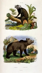 Ilustración botánica y zoológica de F. E. Guerin. Del Dictionnaire pittoresque d