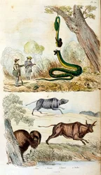 Ilustración botánica y zoológica de F. E. Guerin. Del Dictionnaire pittoresque d