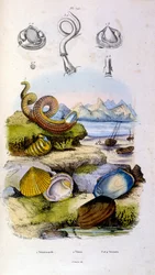 Ilustración botánica y zoológica de F. E. Guerin. Del Dictionnaire pittoresque d