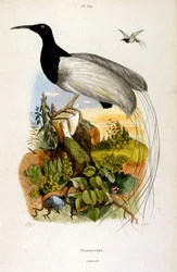 Ilustración botánica y zoológica de F. E. Guerin. Del Dictionnaire pittoresque d
