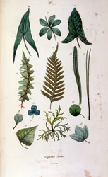 Ilustración botánica y zoológica de F. E. Guerin. Del Dictionnaire pittoresque d