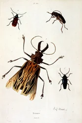 Ilustración botánica y zoológica de F. E. Guerin. Del Dictionnaire pittoresque d