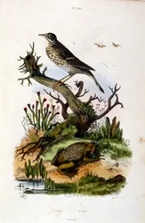 Ilustración botánica y zoológica de F. E. Guerin. Del Dictionnaire pittoresque d