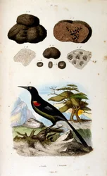 Ilustración botánica y zoológica de F. E. Guerin. Del Dictionnaire pittoresque d