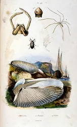 Ilustración botánica y zoológica de F. E. Guerin. Del Dictionnaire pittoresque d